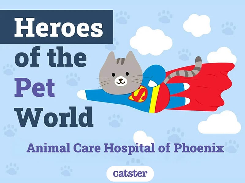 Heroes of The Pet World